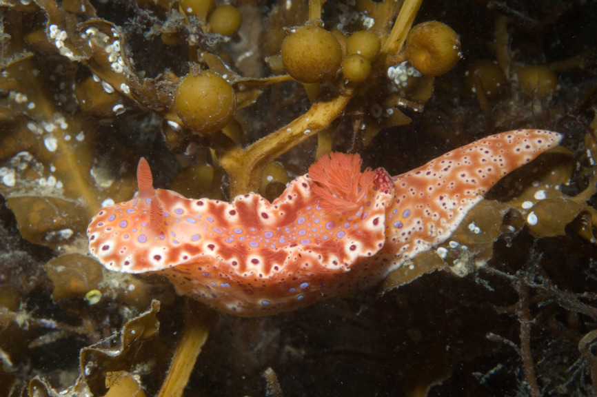 A colourful Short-tailed Sea Slug Ceratosoma brevicaudatum