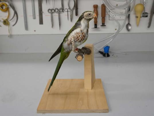 A taxidermied bird on a wooden perch with tools hanging on the wall behind it.