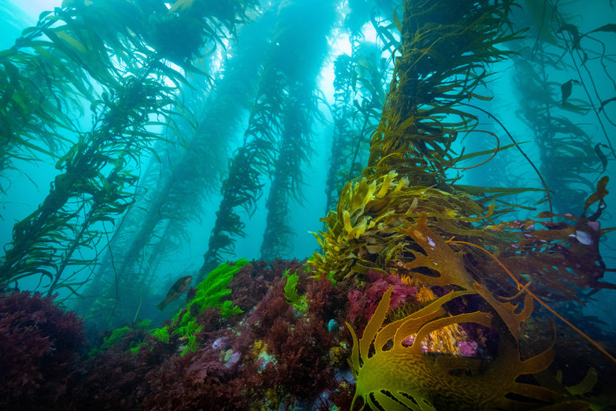 Giant Kelp, Port Davey, Lutruwita Tasmania