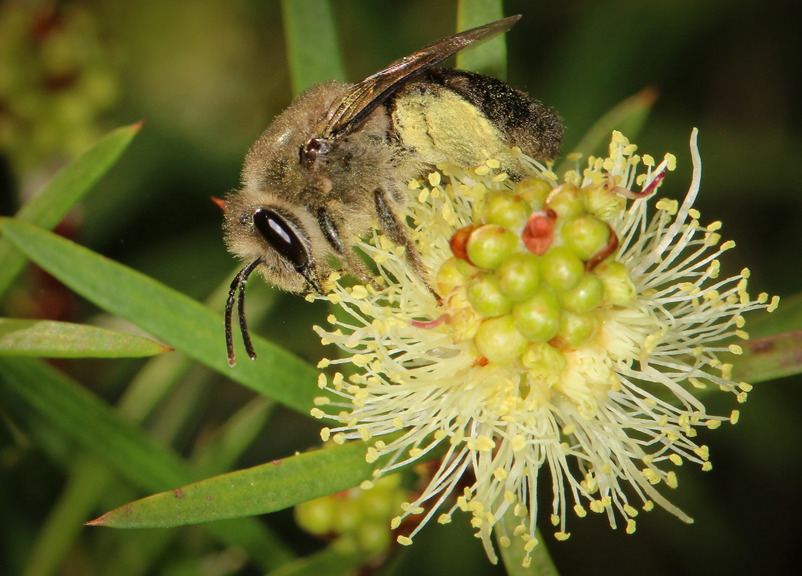 a furry bee on a flower