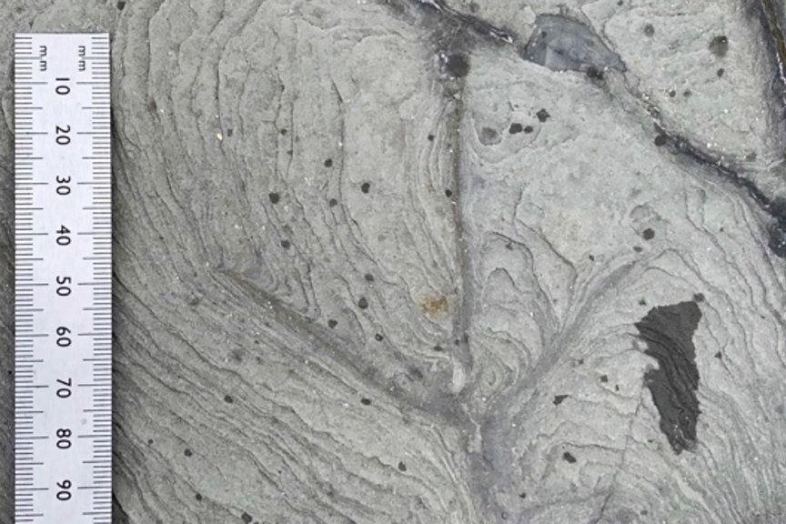 an imprint of the three toed foot in rock, next to a ruler