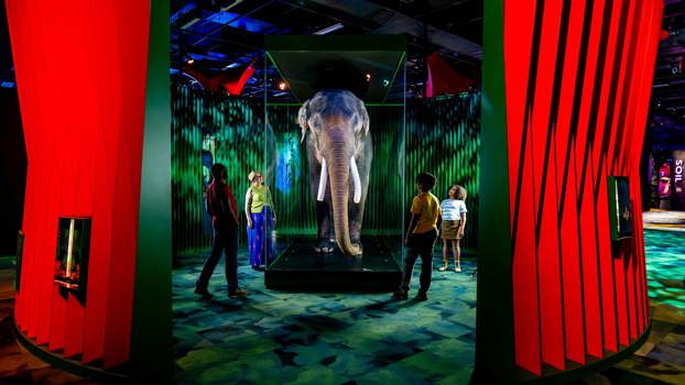 Four people stand around looking at a taxidermied lifesize elephant.
