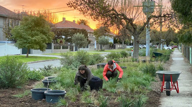 Volunteers work on a Melbourne Pollinator Corridor site