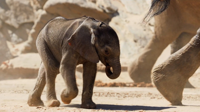 A baby elephant chases after it’s mum