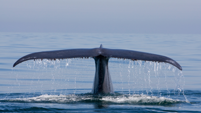 A blue whale’s tail emerging on the surface.