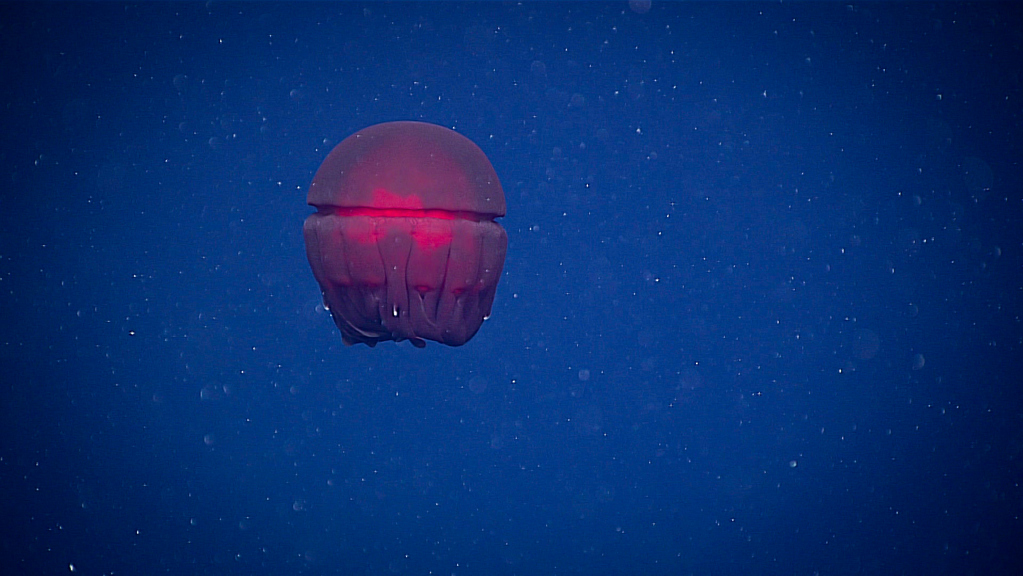A red jelly surrounded by marine snow