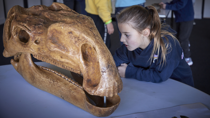 A child gets up close to inspect a dinosaur skull on display.